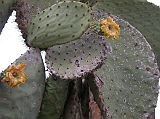 Galapagos 2-2-06 Santa Fe Prickly Pear Cactus Oval Pads The land iguanas eat the green oval pads and fruit, including the spines, of the prickly pear cactus.